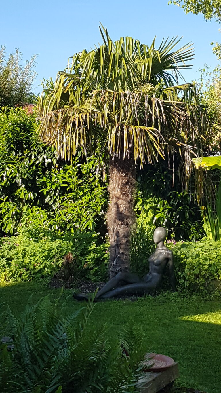 Chinesische Hanfpalme