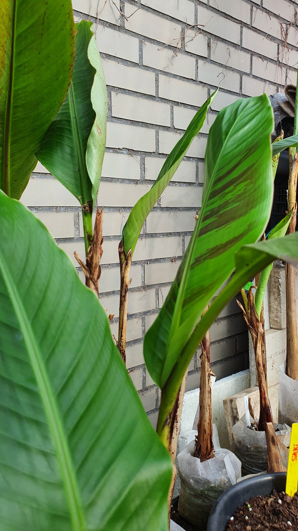 Musa Sikkimensis, Red Tiger (Darjeeling-Banane) 