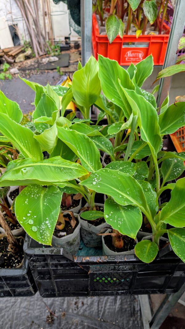 Musella Lasiocarpa – Bild 6