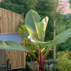 Ensete Ventricosum