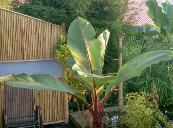 Ensete Ventricosum