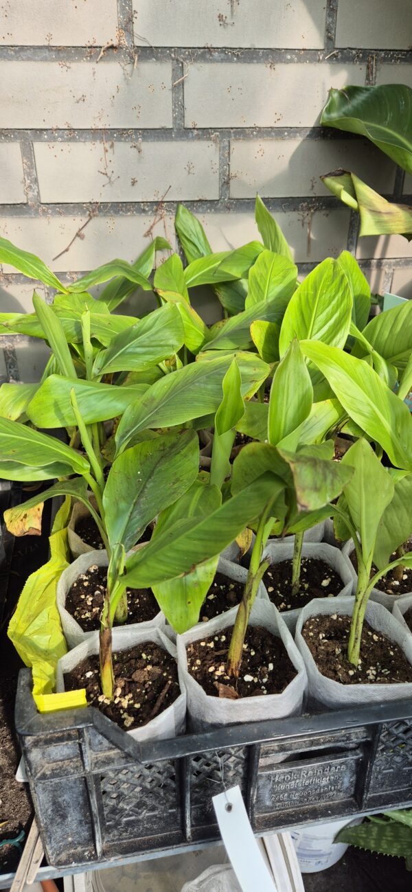 Musa velutina - Rose Zwergbanane – Bild 2