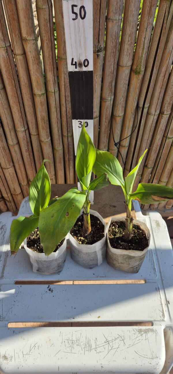 Musa velutina - Rose Zwergbanane – Bild 3