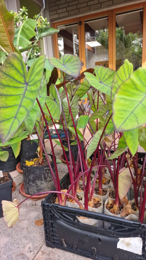 Colocasia esculenta blue Hawaii – Bild 3