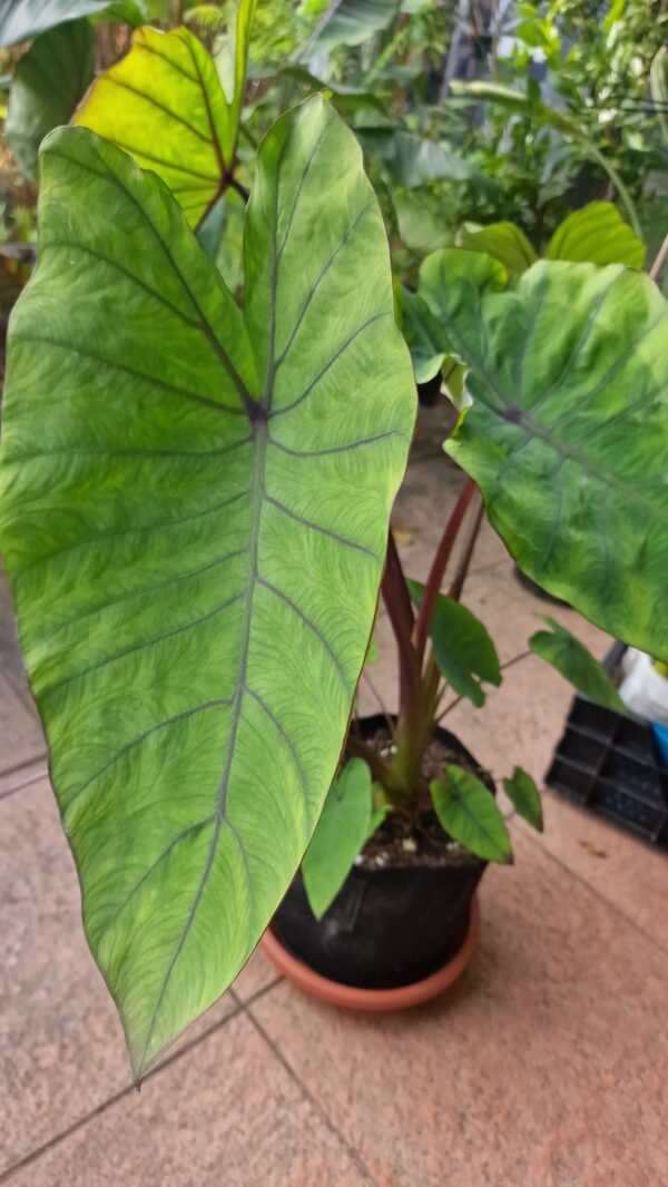 Colocasia esculenta blue Hawaii