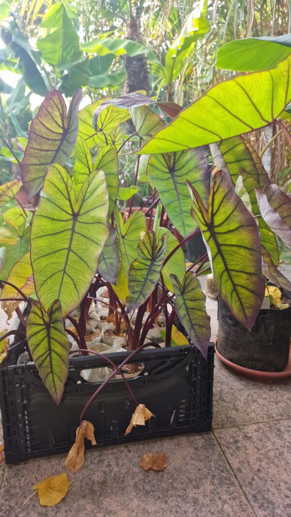 Colocasia esculenta blue Hawaii – Bild 4