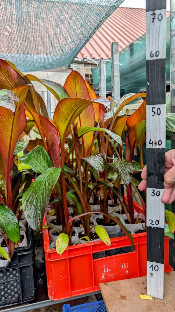 Ensete Ventricosum Maurellii (Kopie) – Bild 6