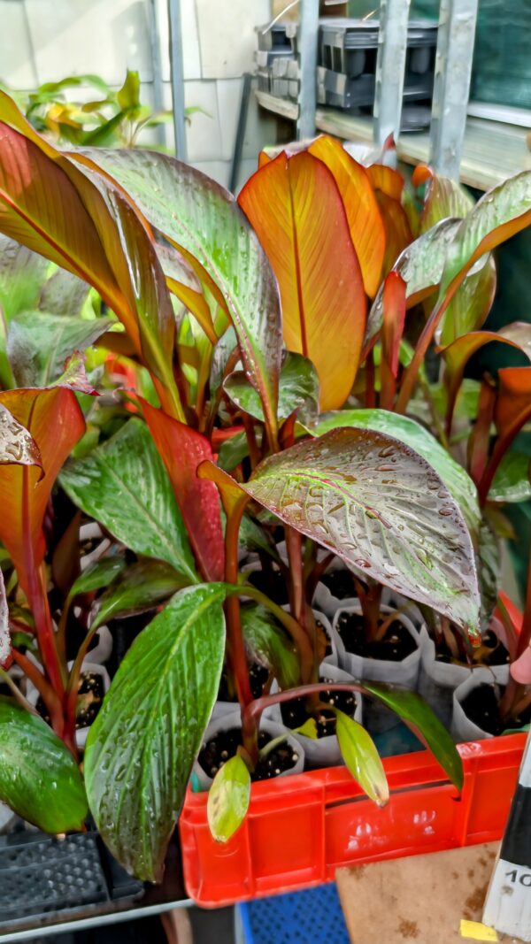Ensete Ventricosum Maurellii (Kopie) – Bild 5