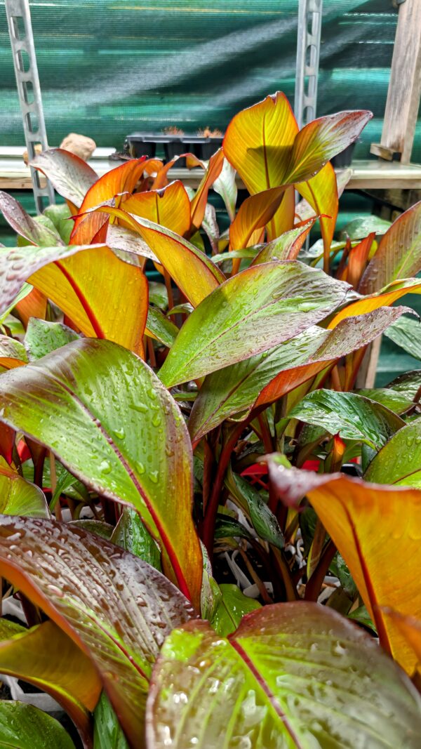 Ensete Ventricosum Maurellii (Kopie) – Bild 4