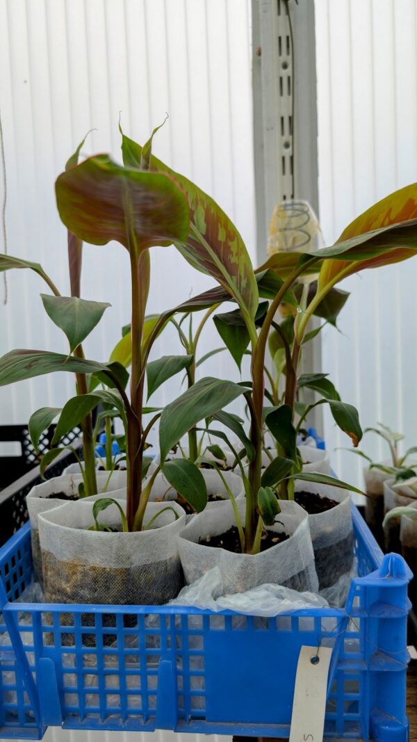Musa Sumatra Zebrina - Rojo Banane – Bild 4