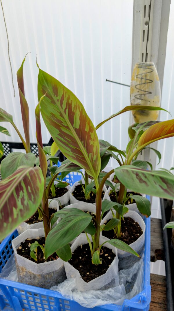Musa Sumatra Zebrina - Rojo Banane – Bild 3