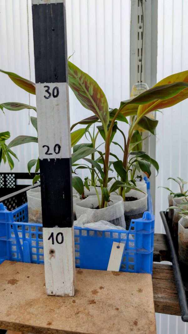Musa Sumatra Zebrina - Rojo Banane – Bild 2