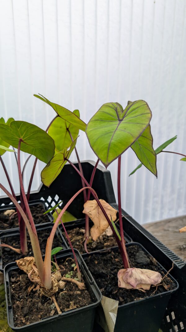Colocasia esculenta blue Hawaii – Bild 3