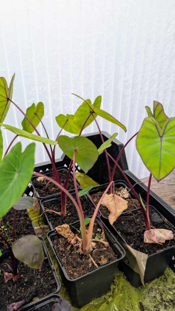 Colocasia esculenta blue Hawaii – Bild 2