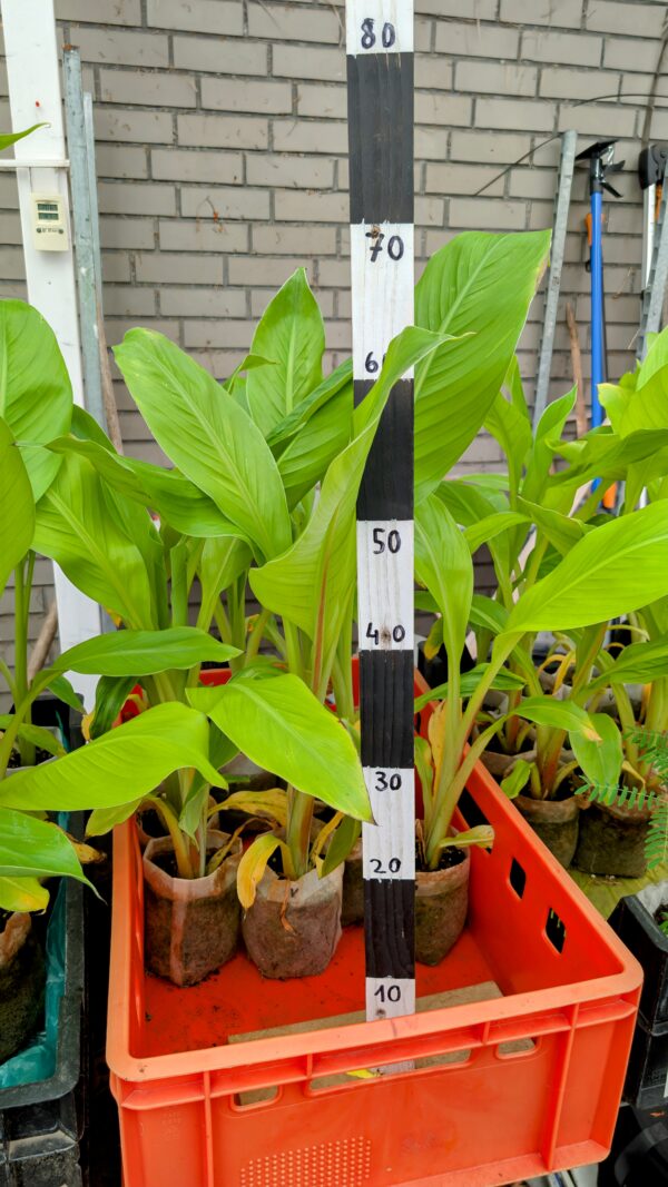 Ensete Ventricosum – Bild 2