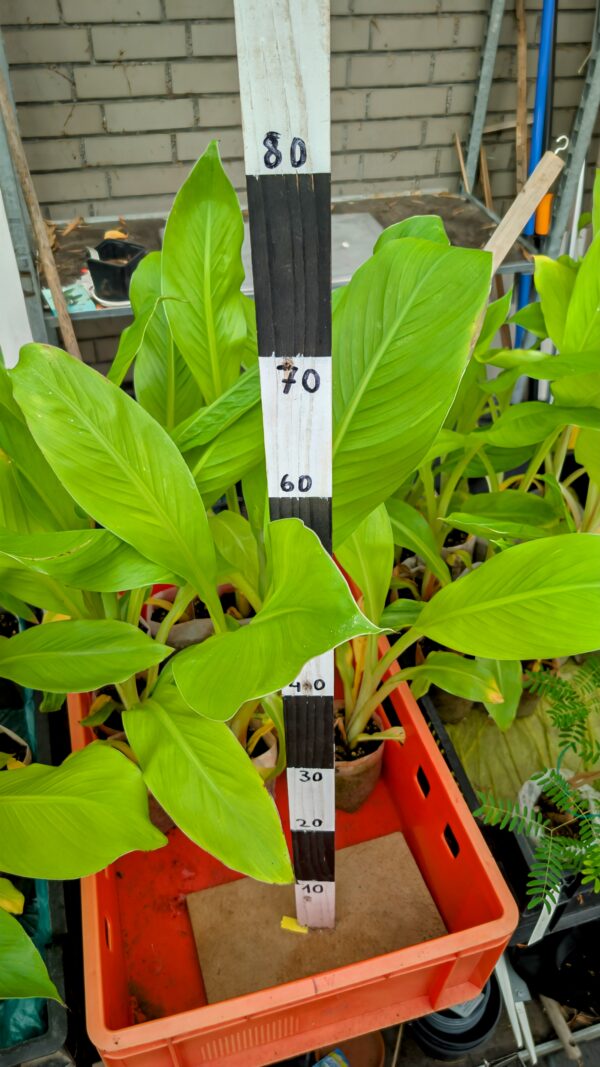 Ensete Ventricosum – Bild 3