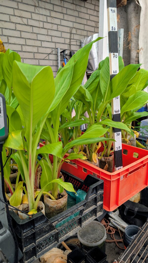 Ensete Ventricosum – Bild 4