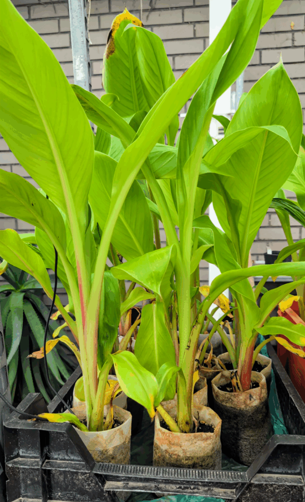 Ensete Ventricosum – Bild 5
